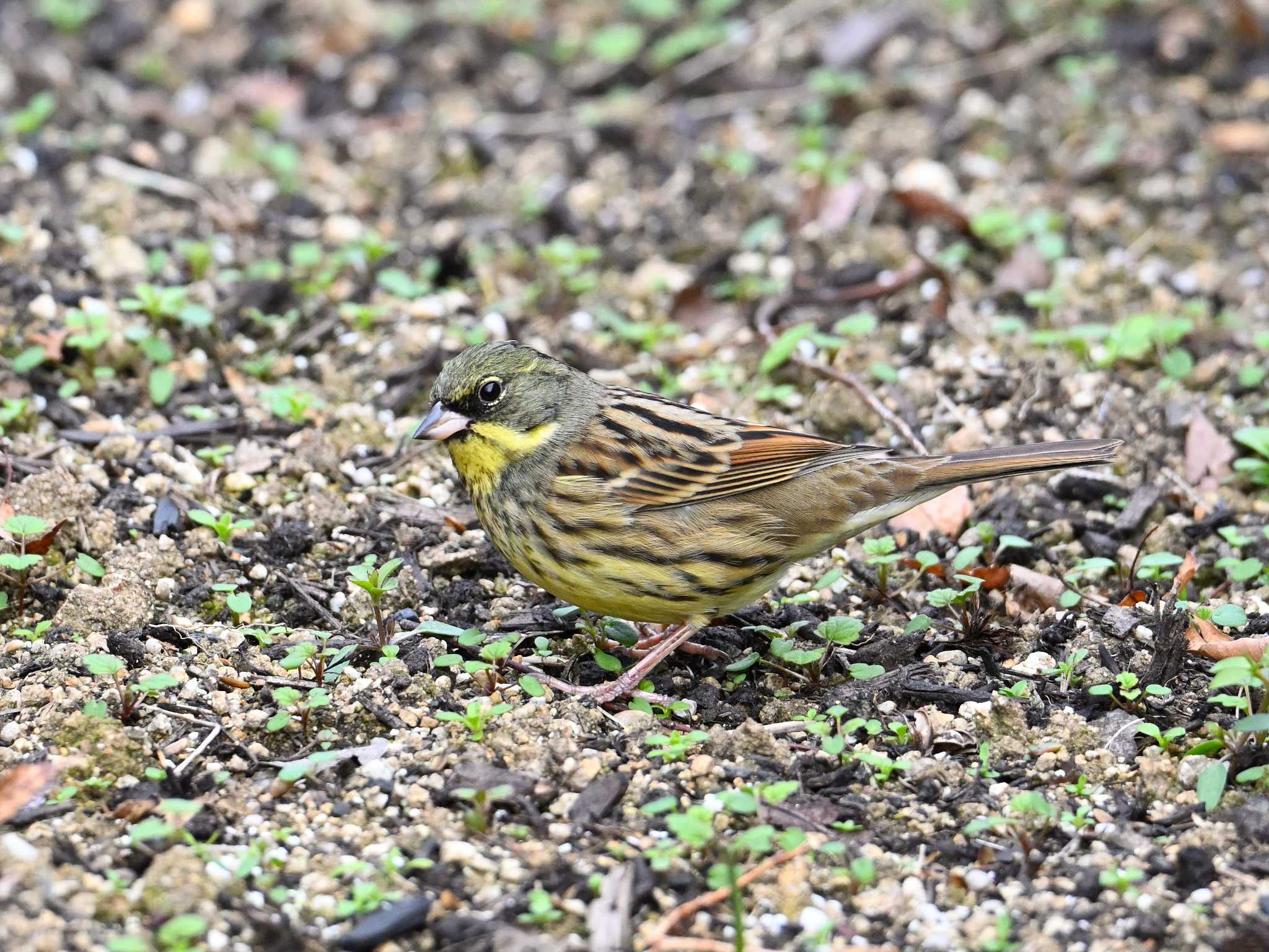 Masked Bunting