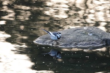 White Wagtail Koyaike Park Mon, 11/12/2018