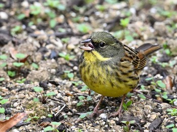 Masked Bunting 馬見丘陵公園 Sat, 1/27/2024