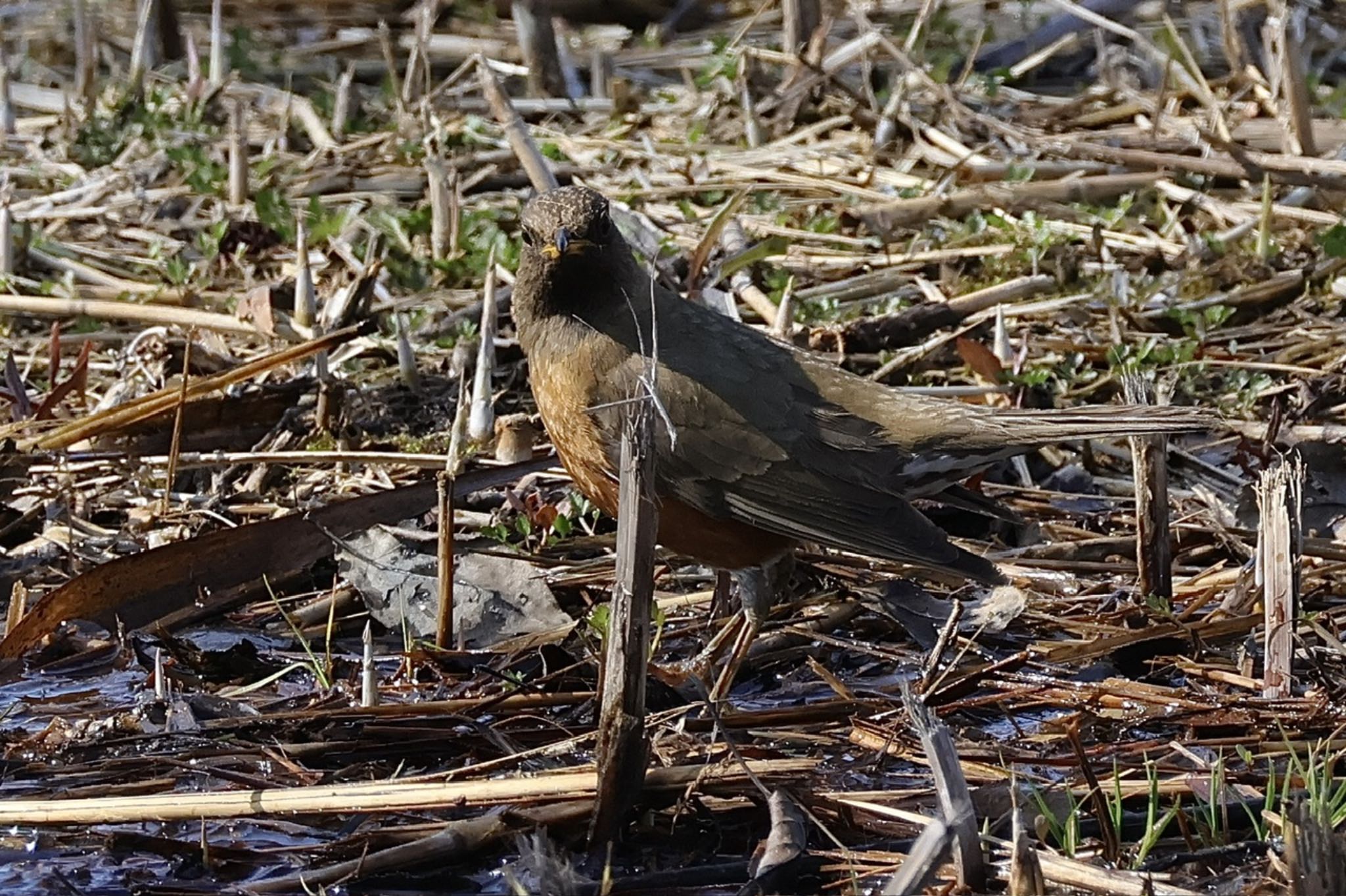 Brown-headed Thrush