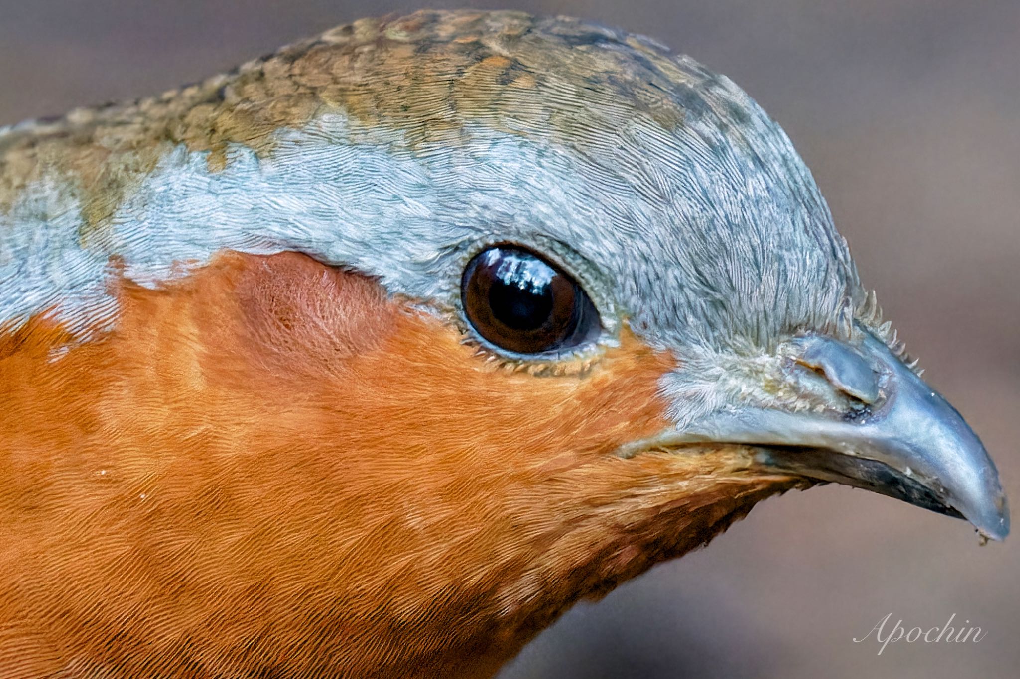 Chinese Bamboo Partridge