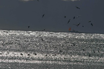 ユリカモメ 浦賀 2024年3月20日(水)