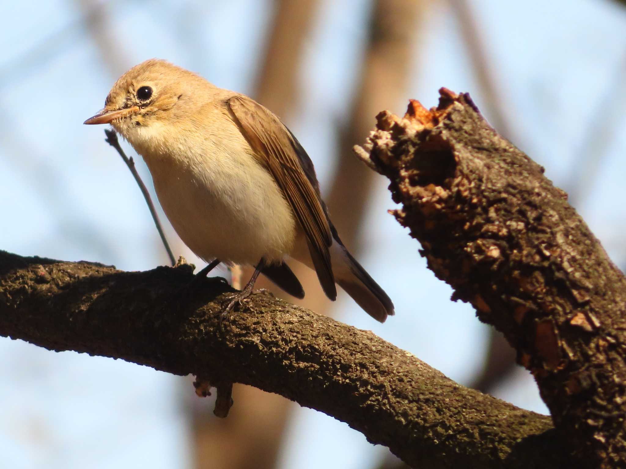 Red-breasted Flycatcher