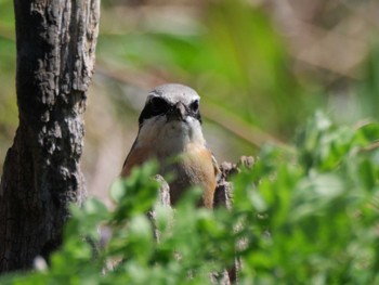 Bull-headed Shrike 多摩川下流 Wed, 3/27/2024