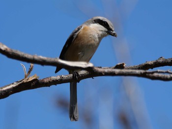 Bull-headed Shrike 多摩川下流 Wed, 3/27/2024