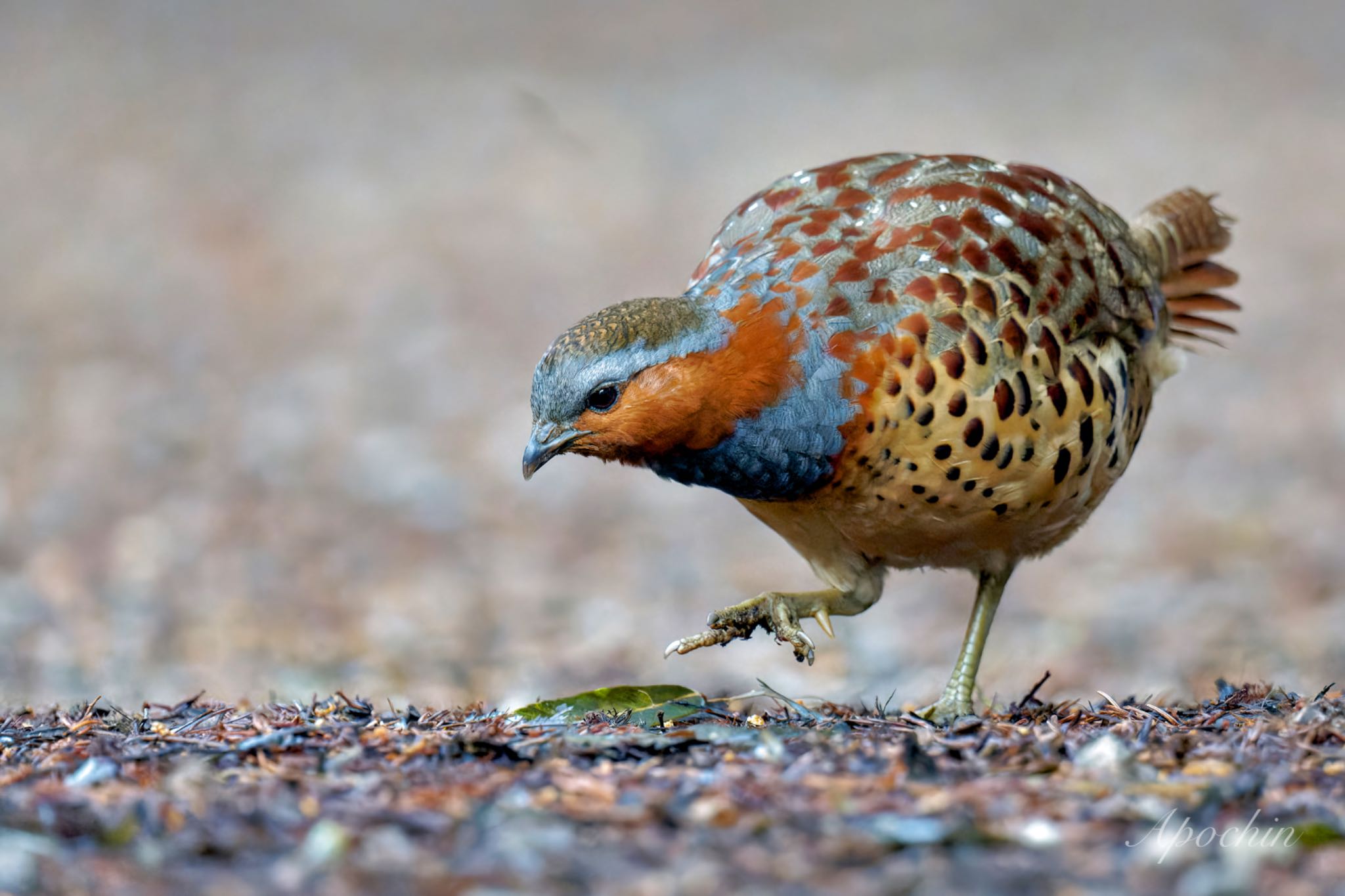 Chinese Bamboo Partridge