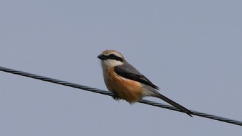 Bull-headed Shrike 鶴ヶ池 Sun, 3/17/2024