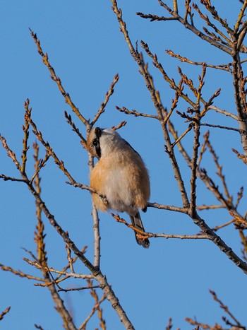 Bull-headed Shrike Teganuma Wed, 3/27/2024