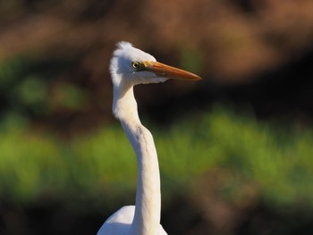 Little Egret Teganuma Wed, 3/27/2024