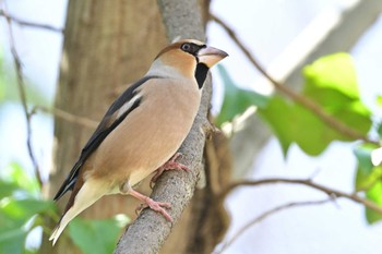 Hawfinch さいたま市 Sun, 3/10/2024