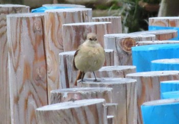 Daurian Redstart 丸池公園 Sat, 3/23/2024