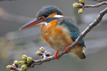 Common Kingfisher Kodomo Shizen Park Sun, 3/24/2024