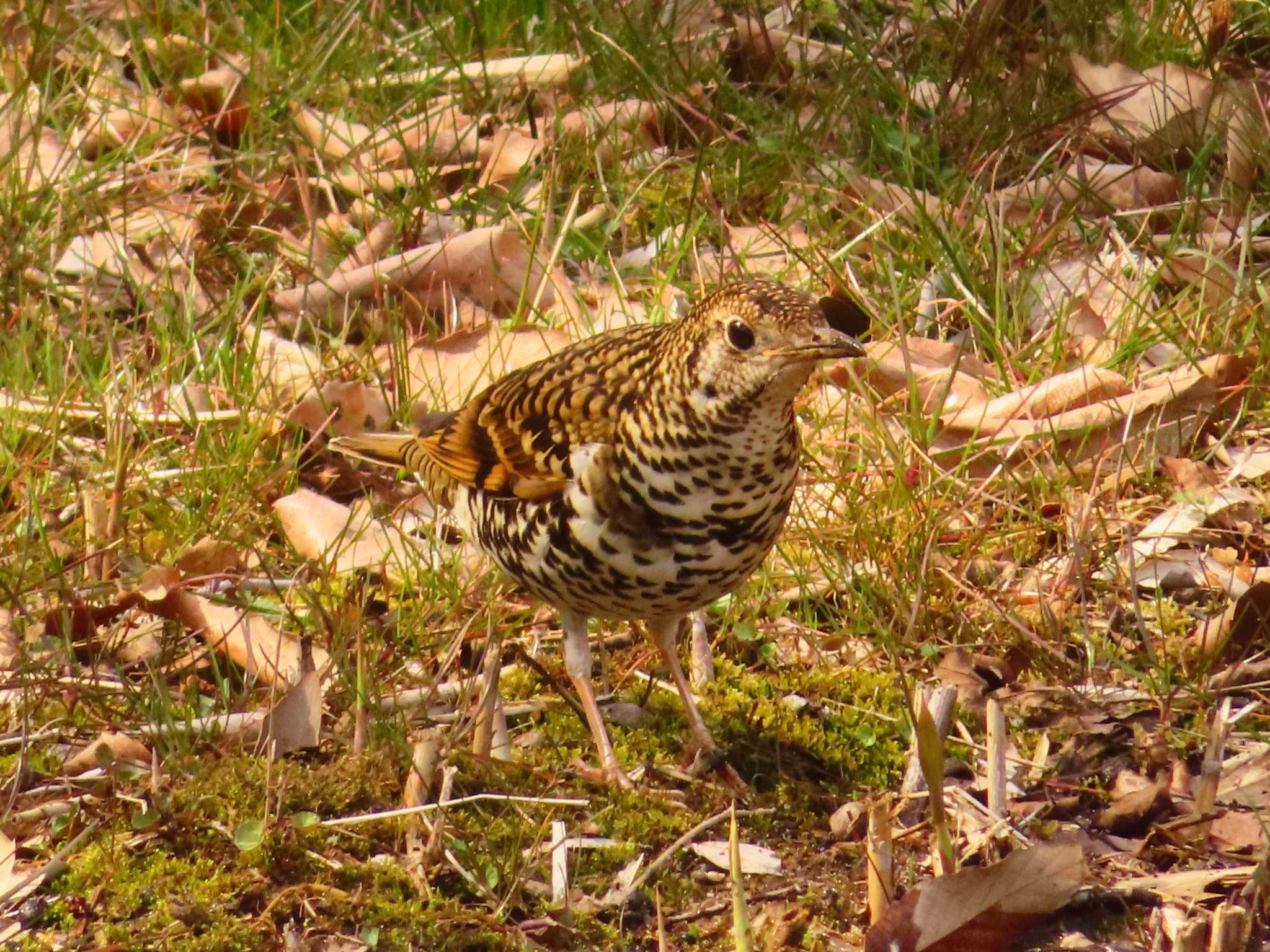 White's Thrush