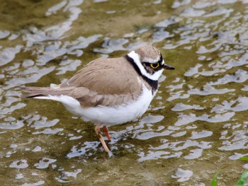 Little Ringed Plover 平塚市 Sat, 3/23/2024