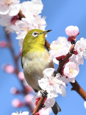 未同定 場所が不明 2024年3月20日(水)