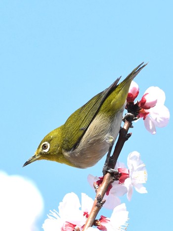 未同定 場所が不明 2024年3月20日(水)