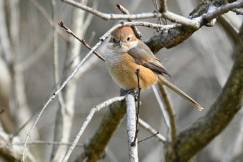 Bull-headed Shrike 馬見丘陵公園 Sat, 2/3/2024