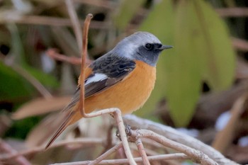 Daurian Redstart みずがき湖 Sat, 3/9/2024