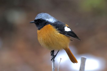 2024年3月9日(土) みずがき湖の野鳥観察記録