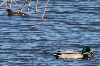 Sat, 3/16/2024 Birding report at 仲伊谷田承水溝遊水地