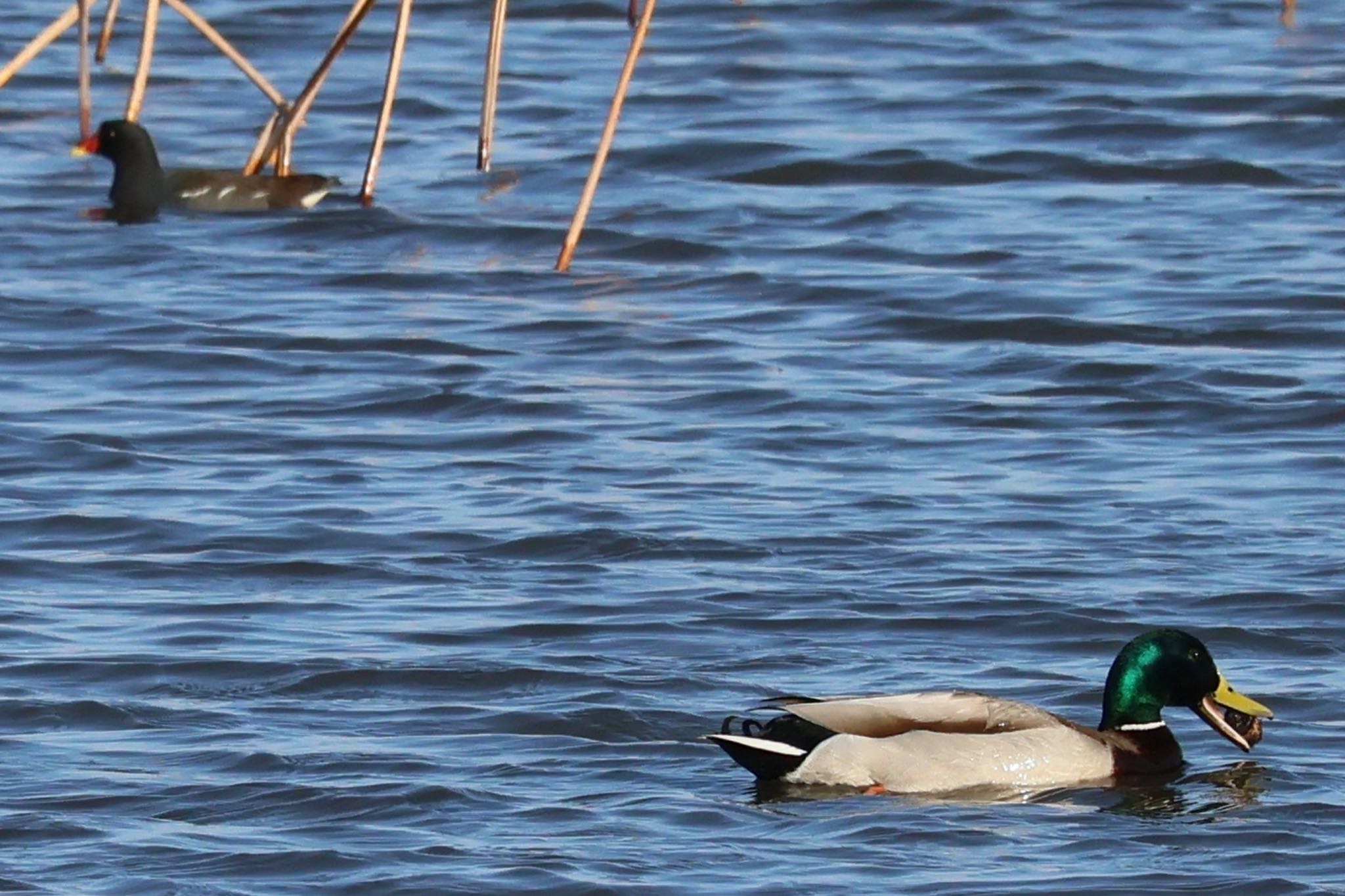 Mallard