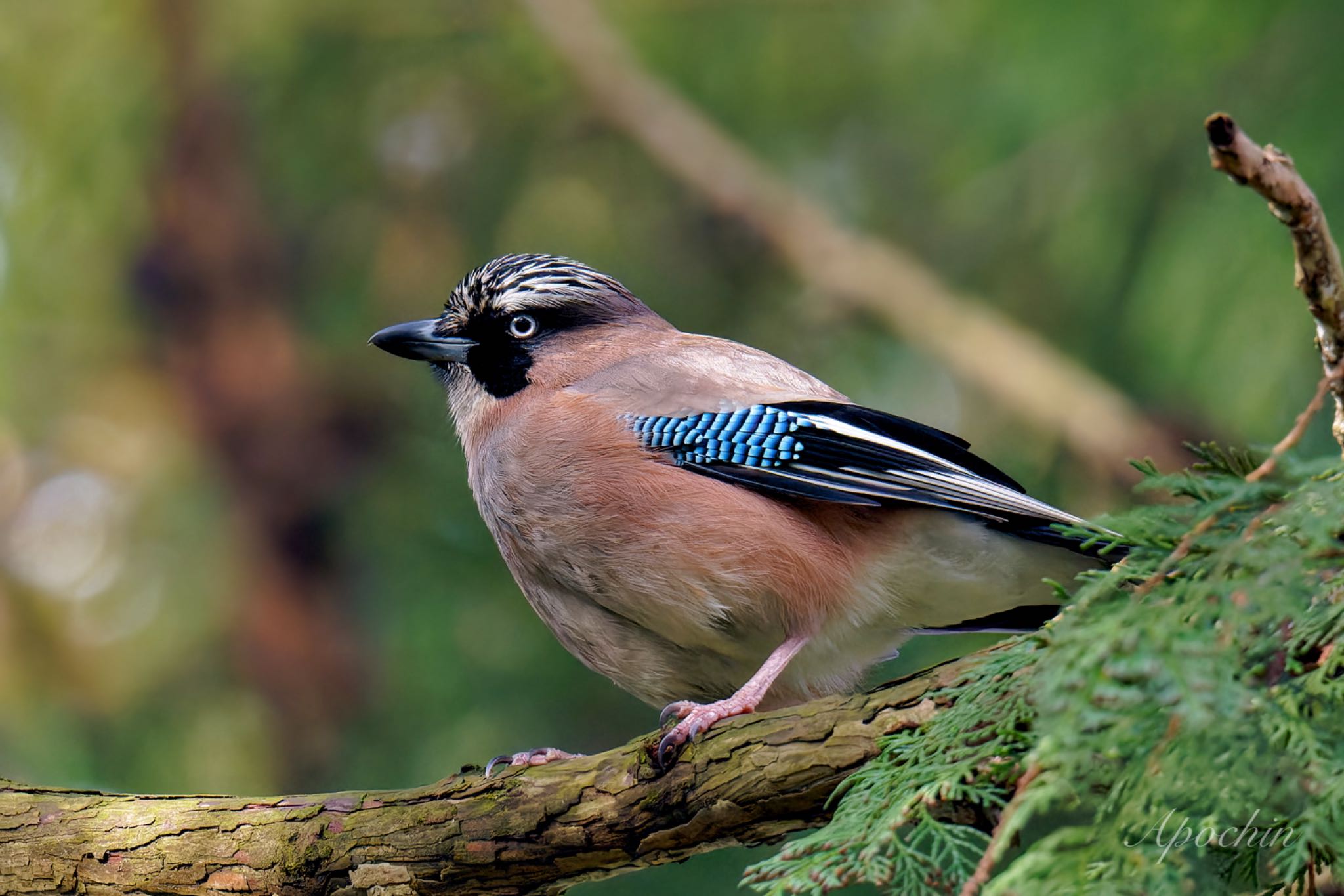 Photo of Eurasian Jay at Kodomo Shizen Park by アポちん