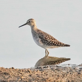 タカブシギ Bueng Boraphet Bird Park 2024年3月13日(水)