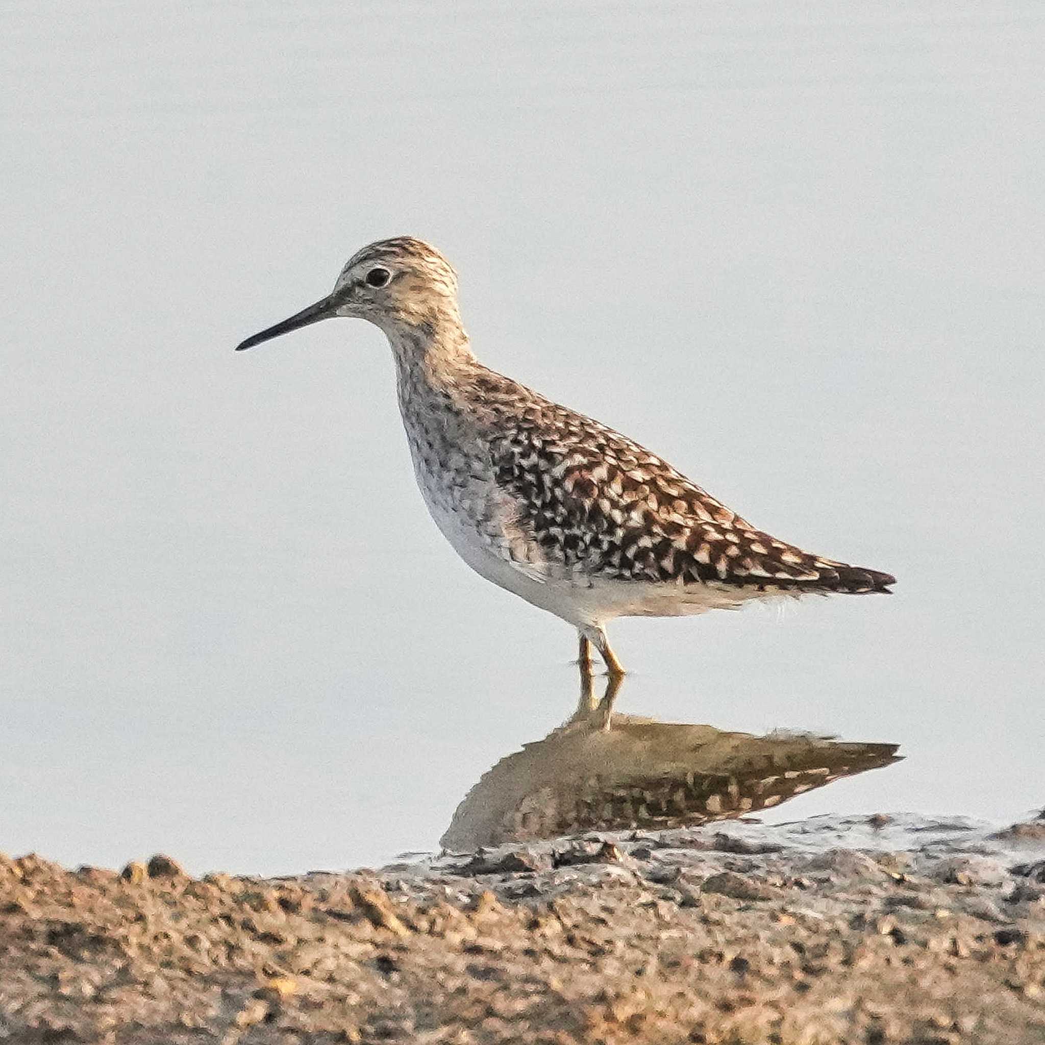 Photo of Wood Sandpiper at Bueng Boraphet Bird Park by span265