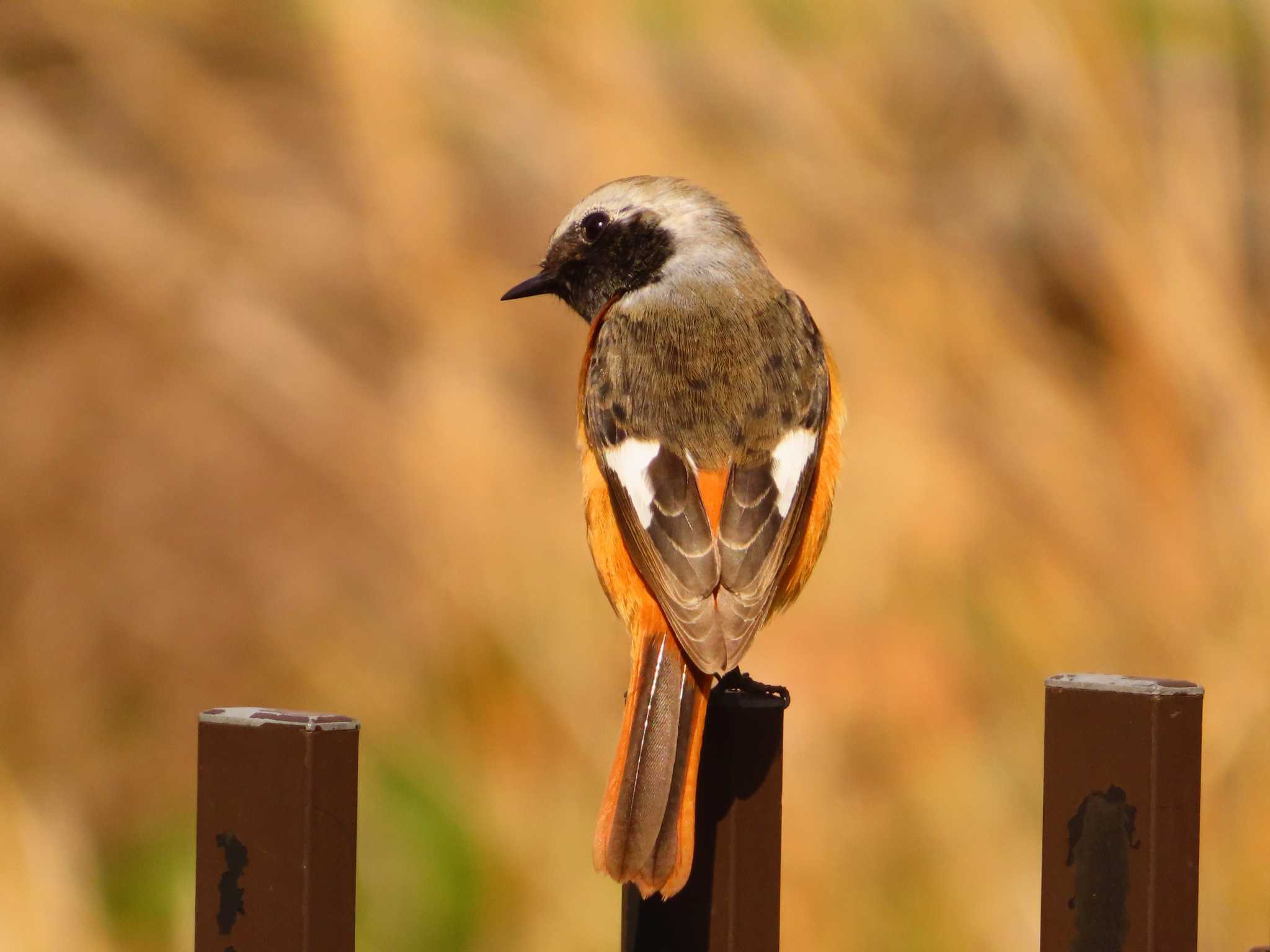 Photo of Daurian Redstart at Oizumi Ryokuchi Park by ゆ