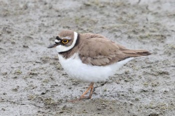 Little Ringed Plover Isanuma Mon, 3/25/2024