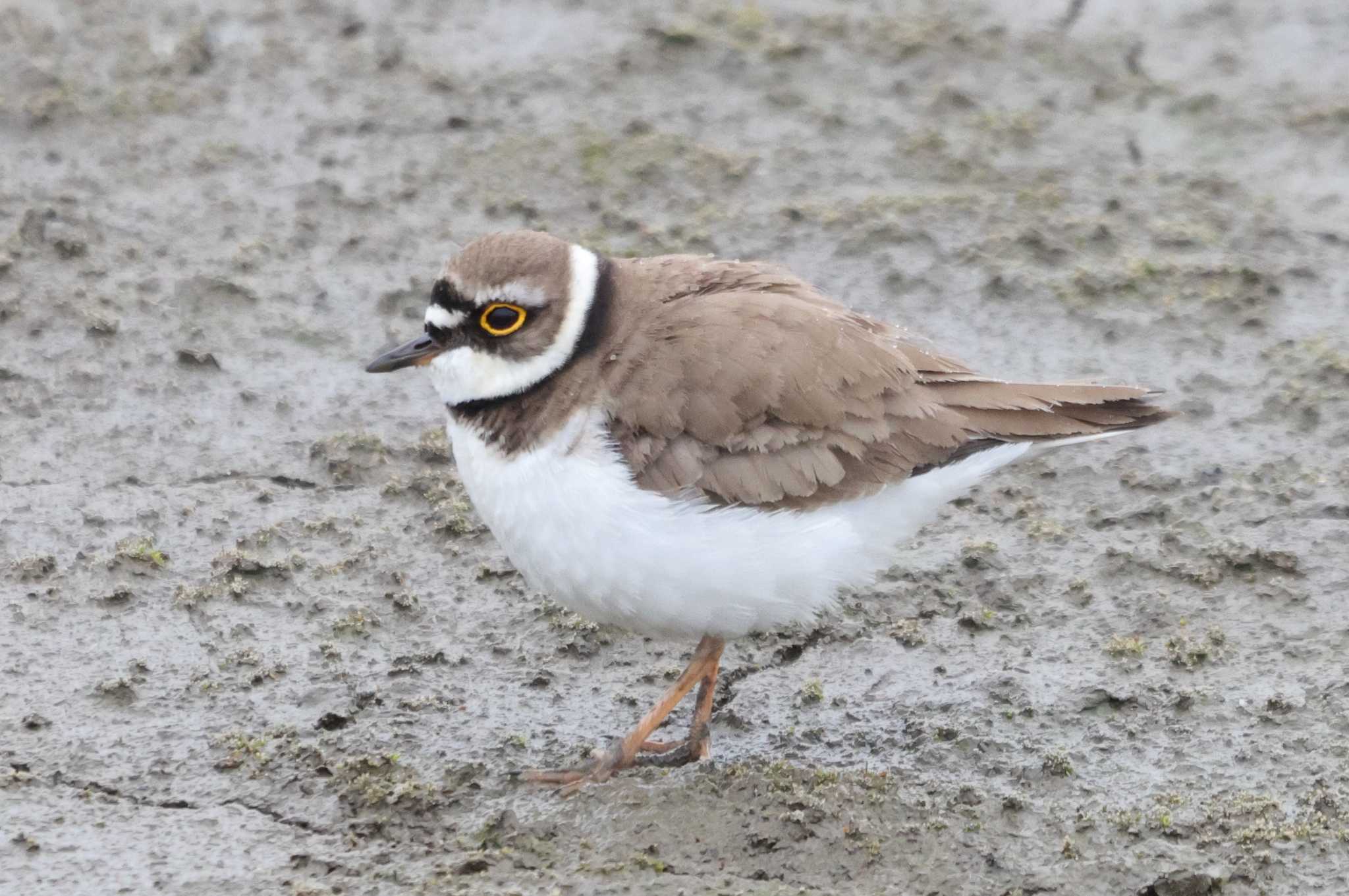 Photo of Little Ringed Plover at Isanuma by ひろ