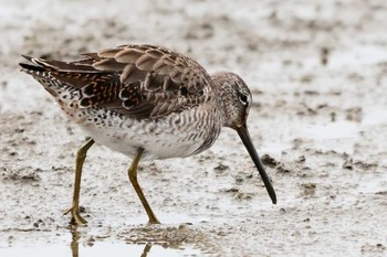 Long-billed Dowitcher Isanuma Mon, 3/25/2024