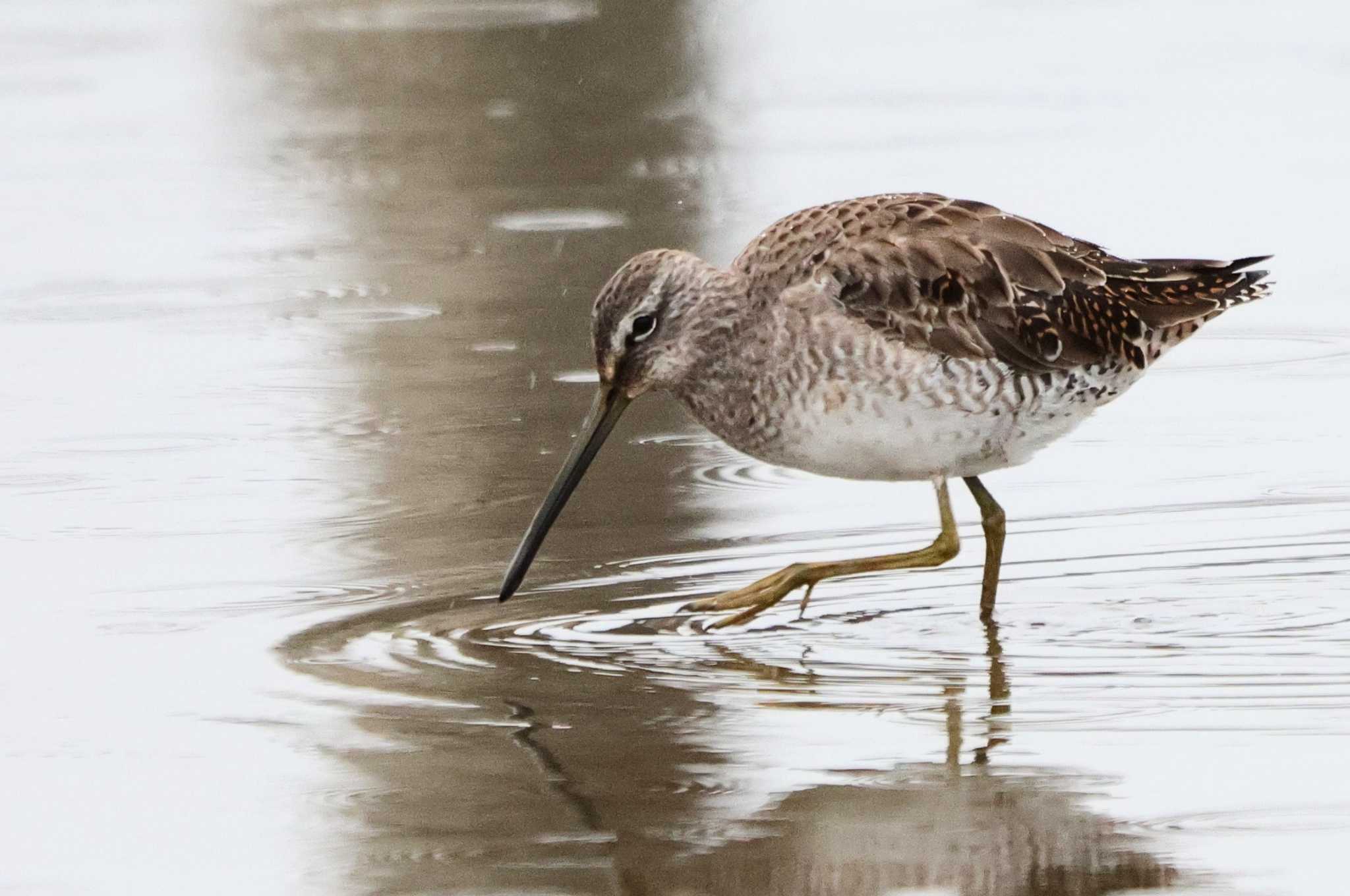 Photo of Long-billed Dowitcher at Isanuma by ひろ