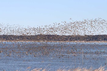 2024年1月27日(土) 北印旛沼の野鳥観察記録