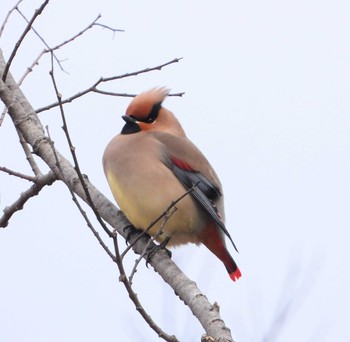 Japanese Waxwing Unknown Spots Sat, 2/17/2024