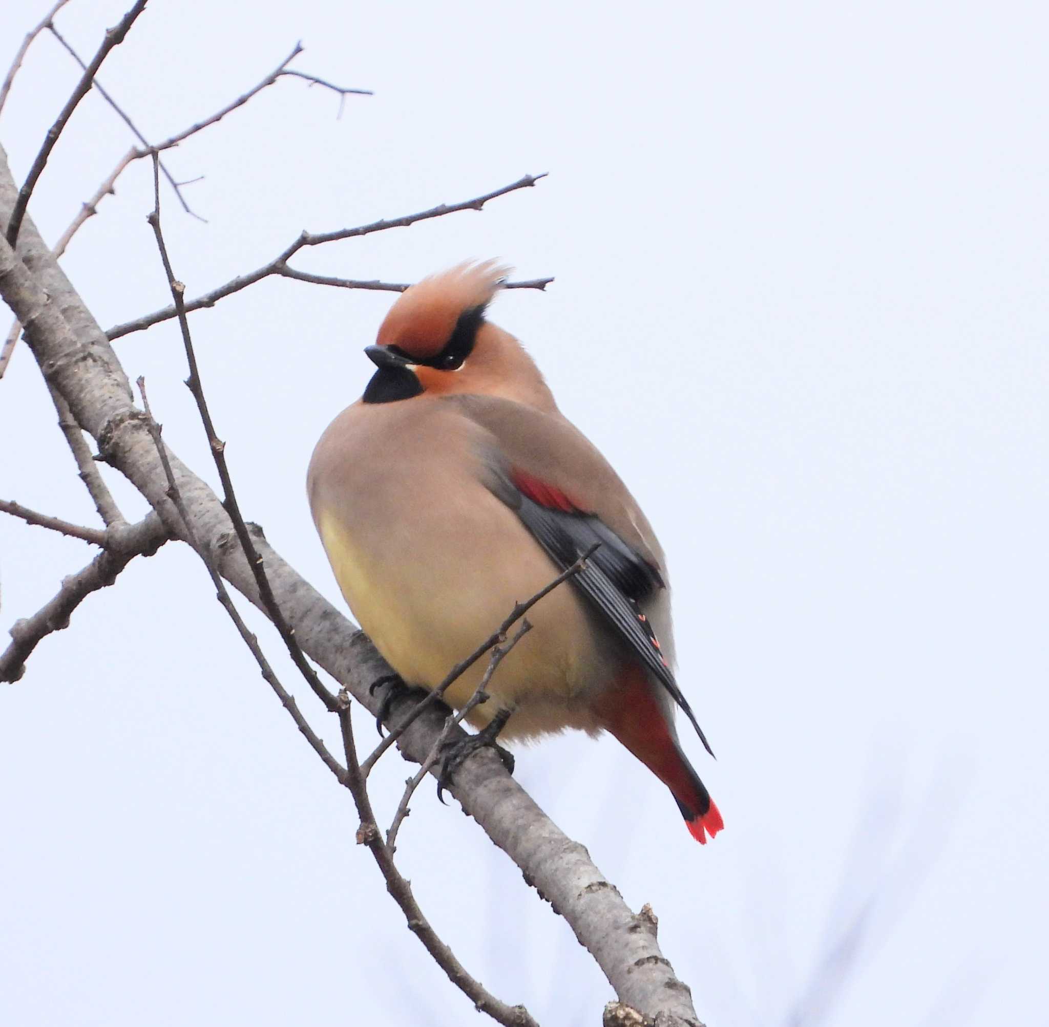 Photo of Japanese Waxwing at  by サジタリウスの眼