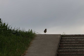 2023年12月24日(日) 江戸川(埼玉県)の野鳥観察記録