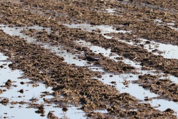 Northern Lapwing Unknown Spots Sat, 1/27/2024