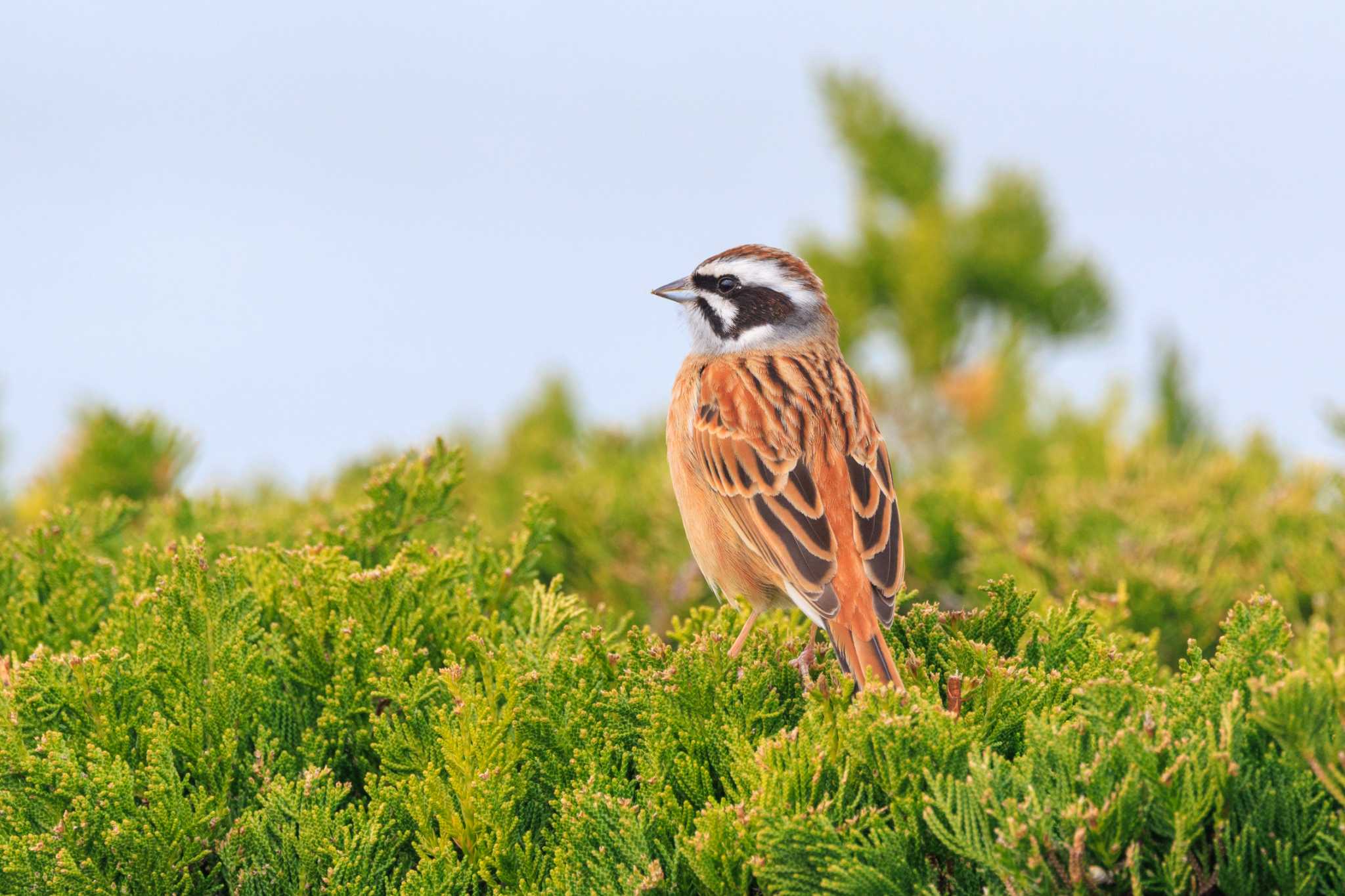 Photo of Meadow Bunting at 稲美町 北池 by ときのたまお