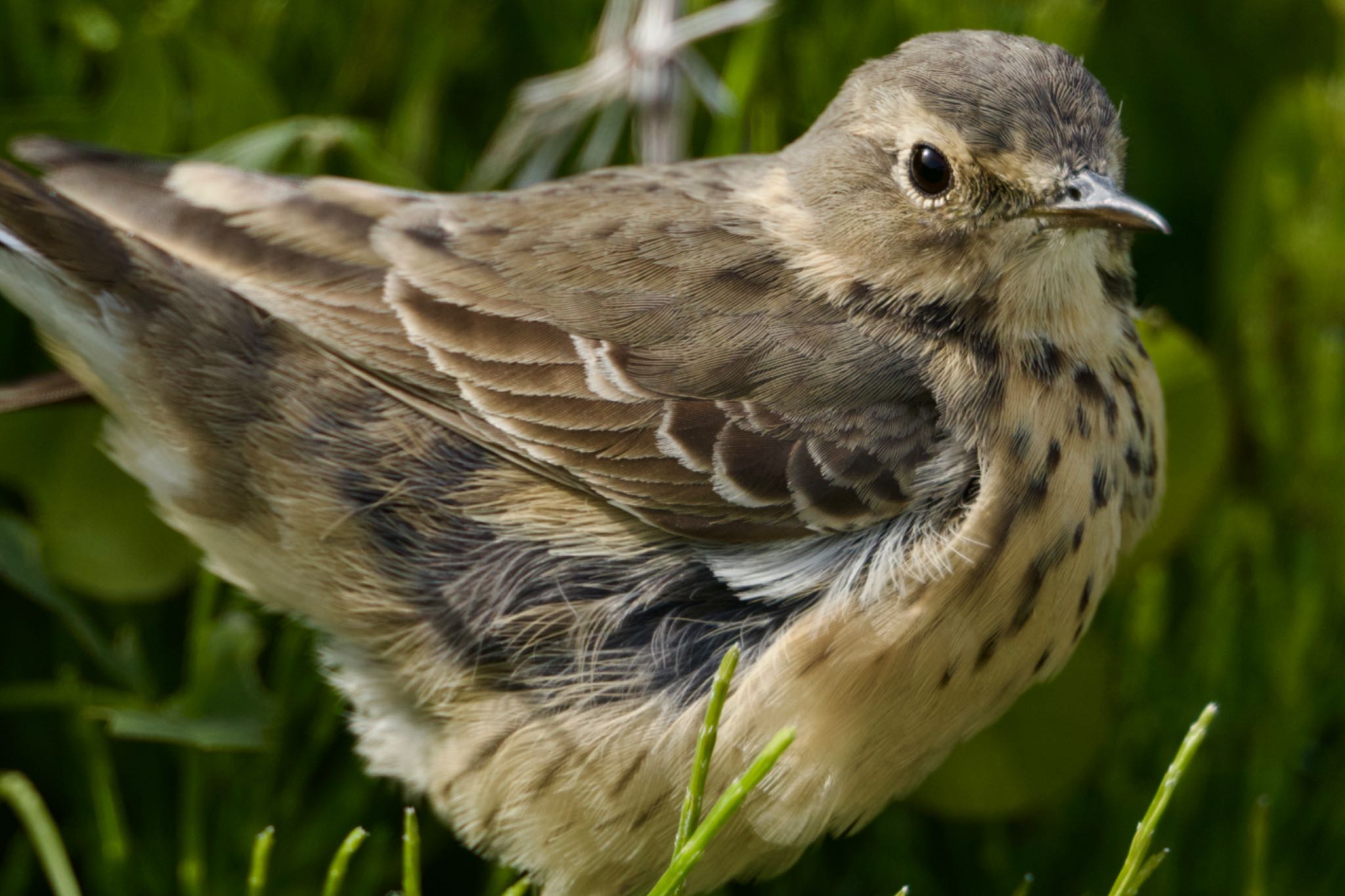 Photo of Water Pipit at 岩手県 by ハゲマシコ