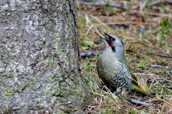 Japanese Green Woodpecker Kodomo Shizen Park Sun, 3/24/2024