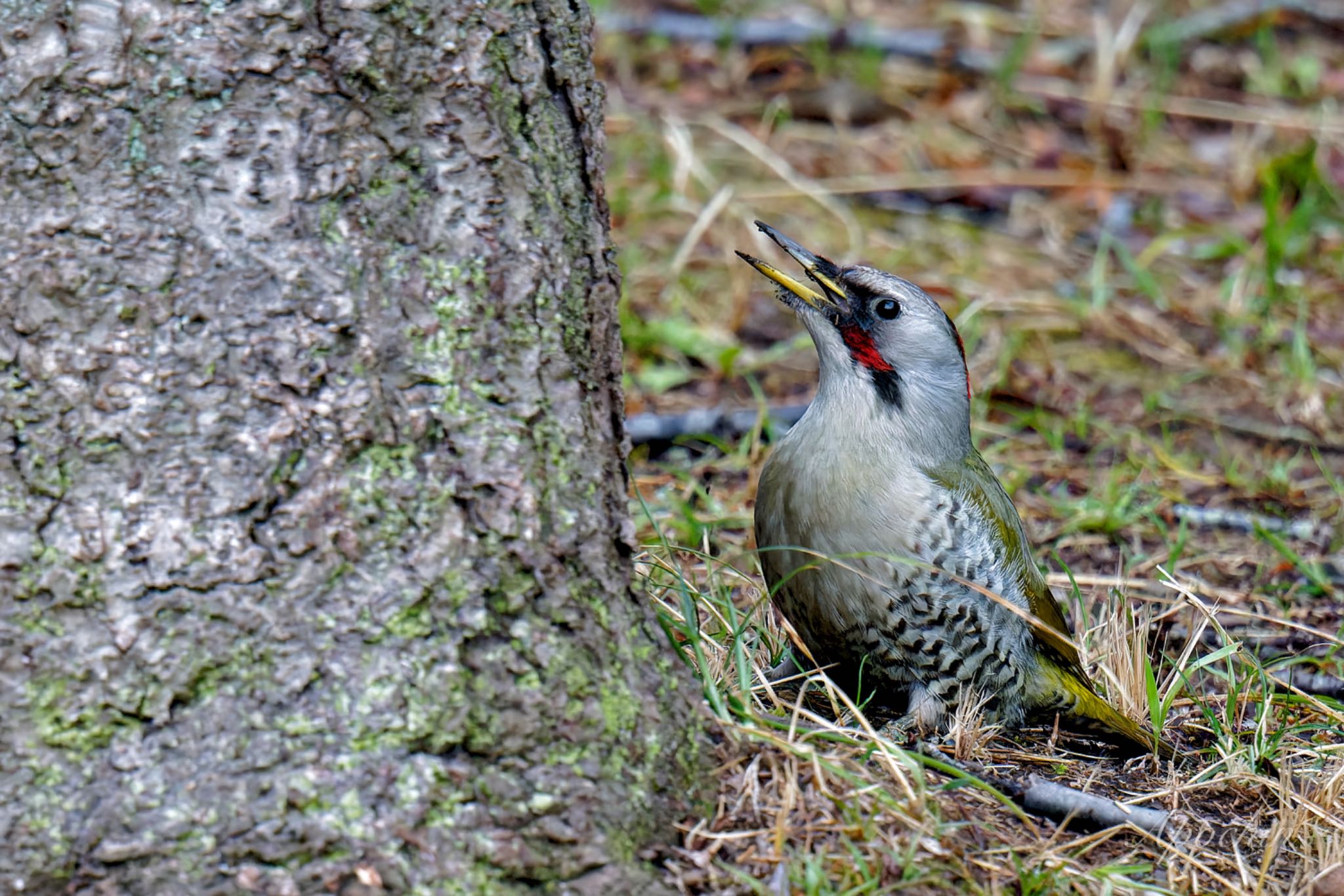 Photo of Japanese Green Woodpecker at Kodomo Shizen Park by アポちん