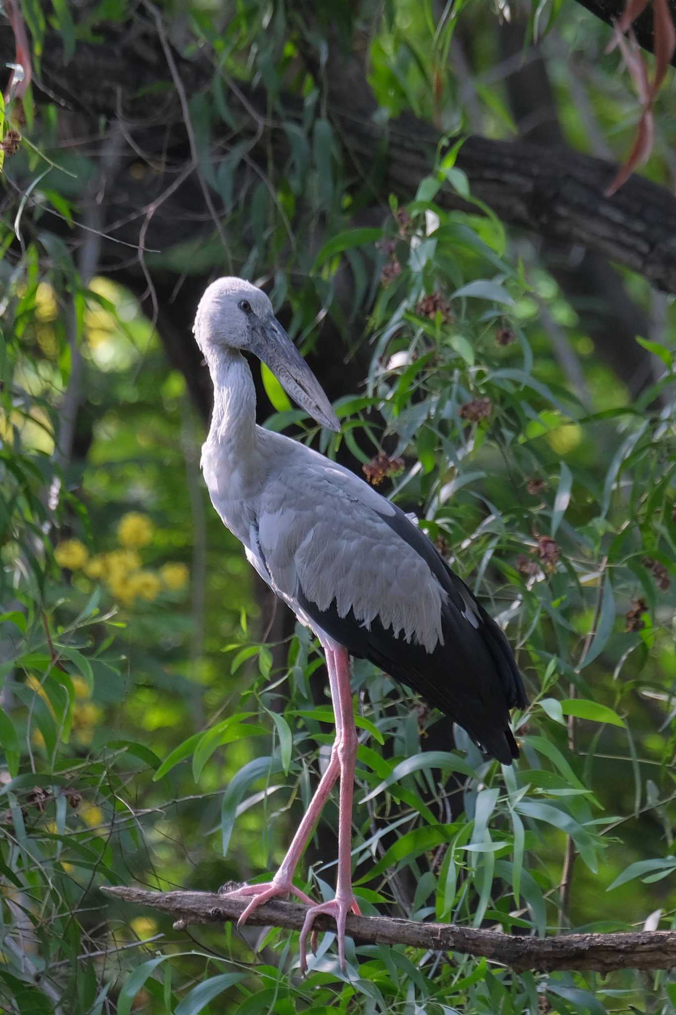 Asian Openbill