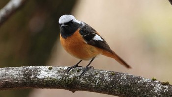 Daurian Redstart 秦野戸川公園 Wed, 3/27/2024