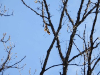 Eastern Buzzard 秦野戸川公園 Wed, 3/27/2024