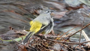 Grey Wagtail 秦野戸川公園 Wed, 3/27/2024