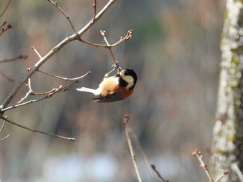 Varied Tit 秦野戸川公園 Wed, 3/27/2024