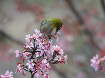 メジロ 秦野戸川公園 2024年3月27日(水)