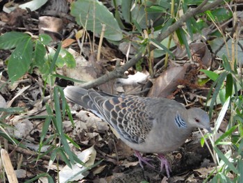 Oriental Turtle Dove 秦野戸川公園 Wed, 3/27/2024