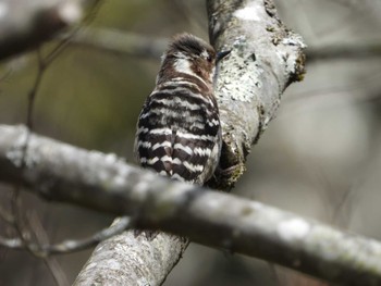 Japanese Pygmy Woodpecker 秦野戸川公園 Wed, 3/27/2024